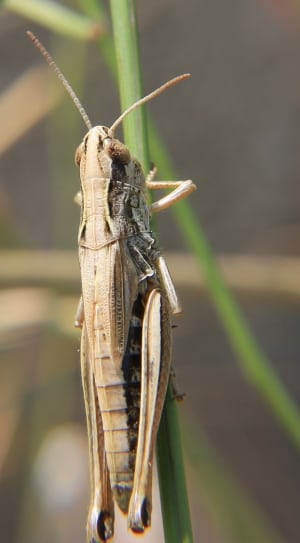 grey grasshopper thumbnail