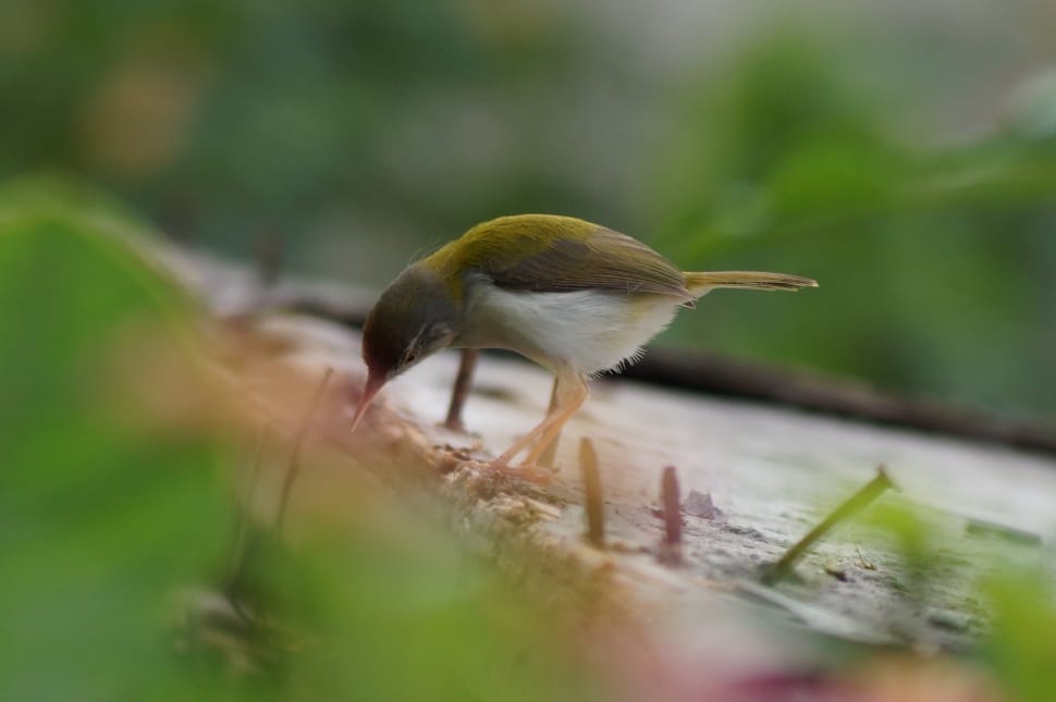 green and ray hummingbird preview