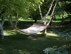 white and brown hammock near trees thumbnail