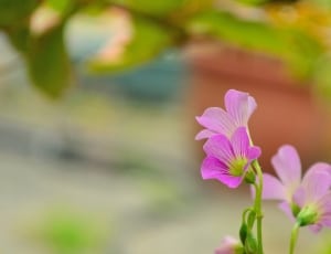 focus photography of purple petal flower during daytime thumbnail
