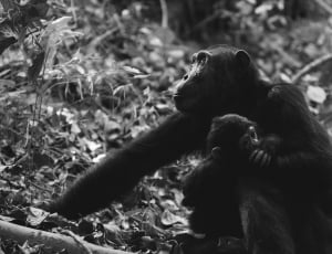 grayscale photography of primate mother and baby thumbnail