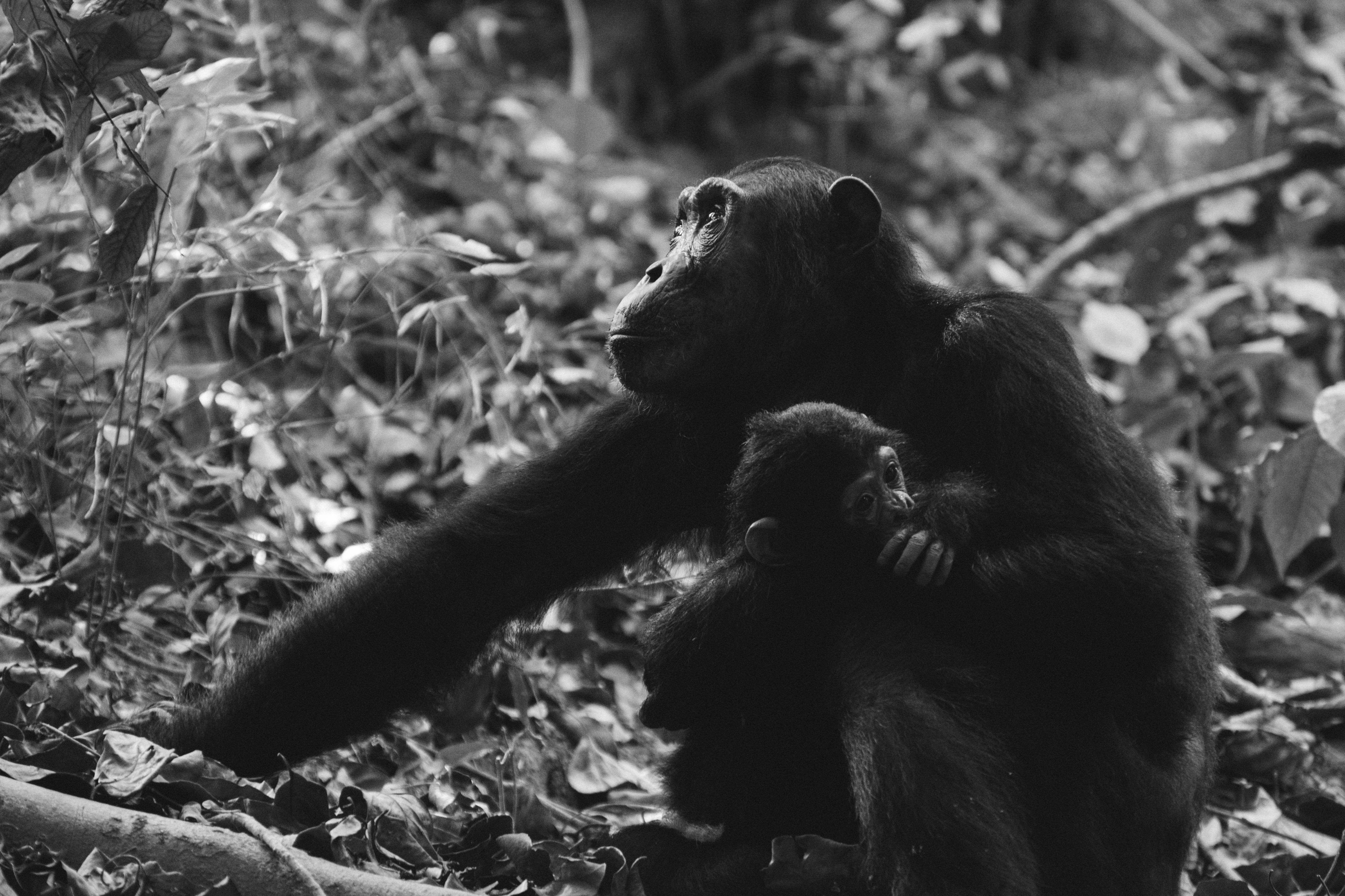 grayscale photography of primate mother and baby