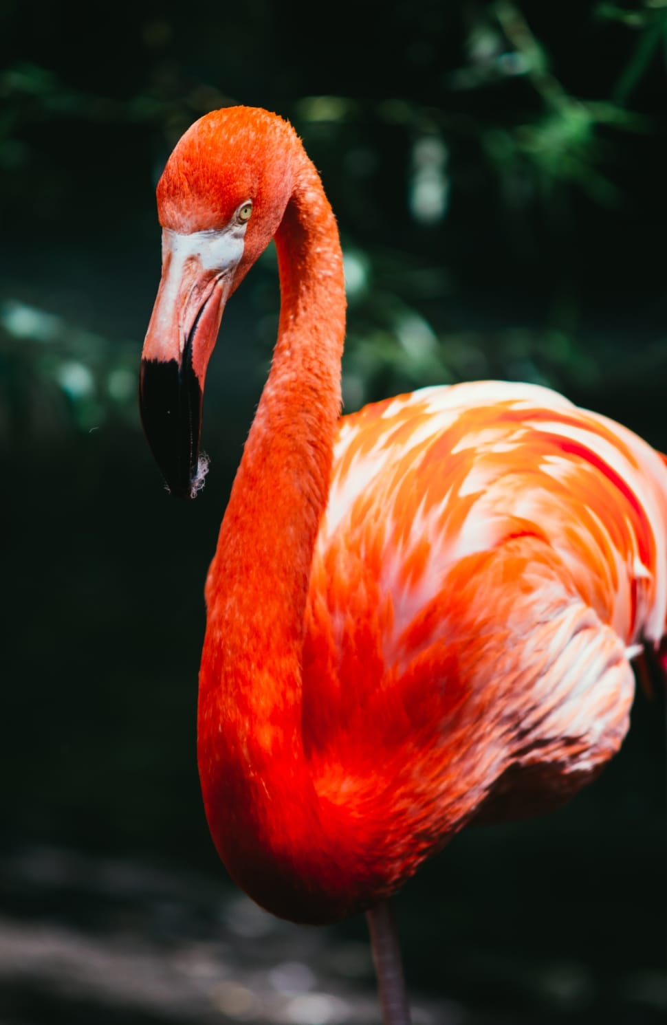 close up photography of flamingo preview