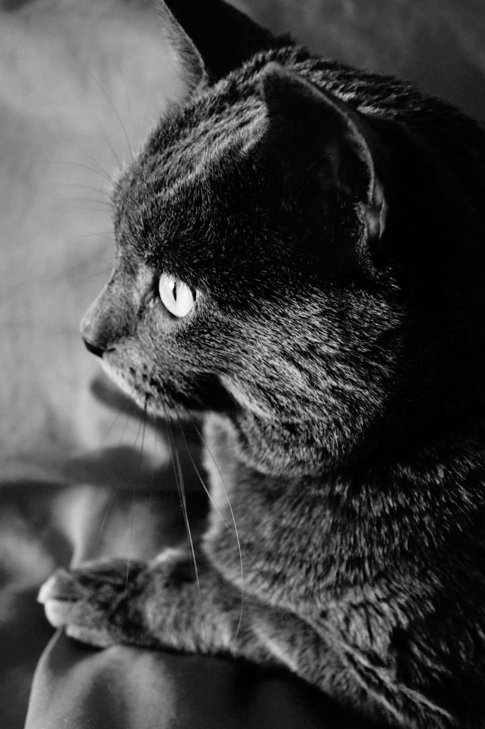 black cat preview