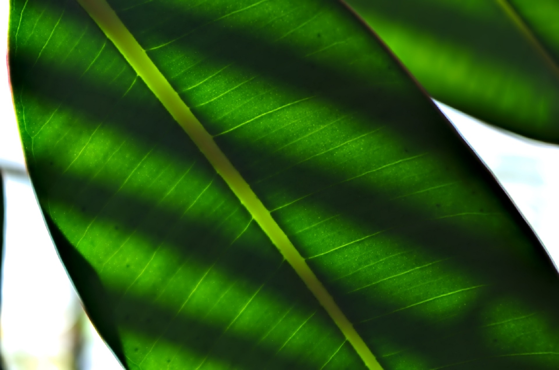 green lined leaf