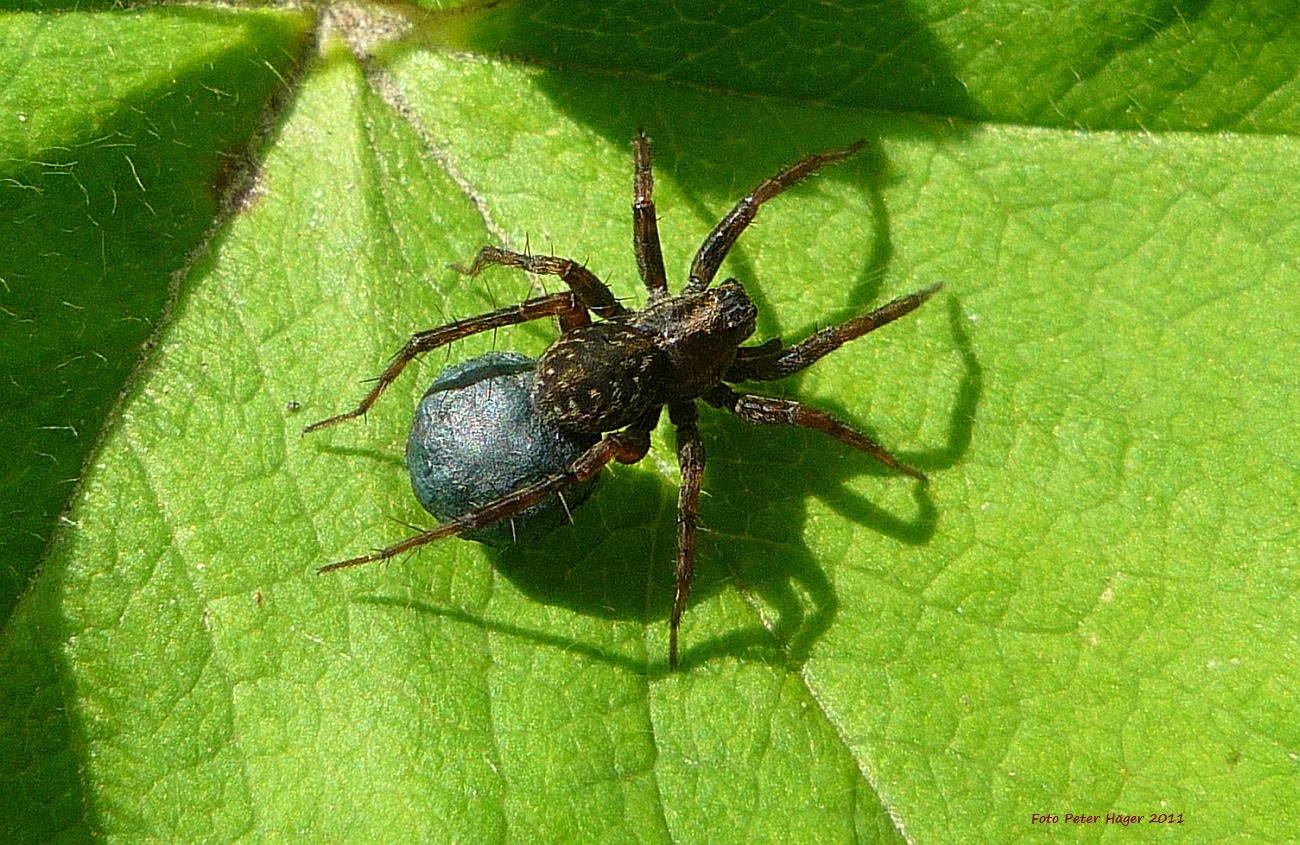 black and blue spider