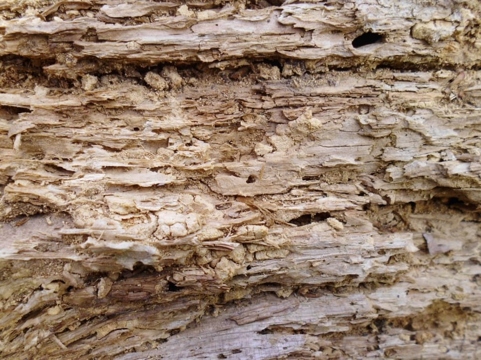 brown tree preview
