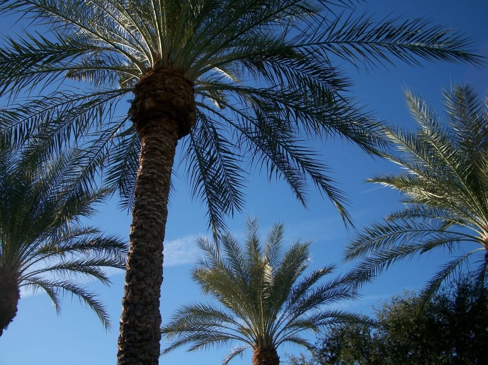 palm tree preview