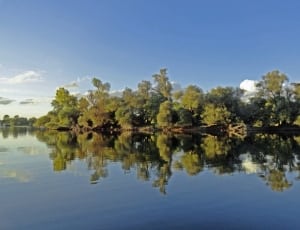 row of mangroves  by body of water under blue clear skies thumbnail