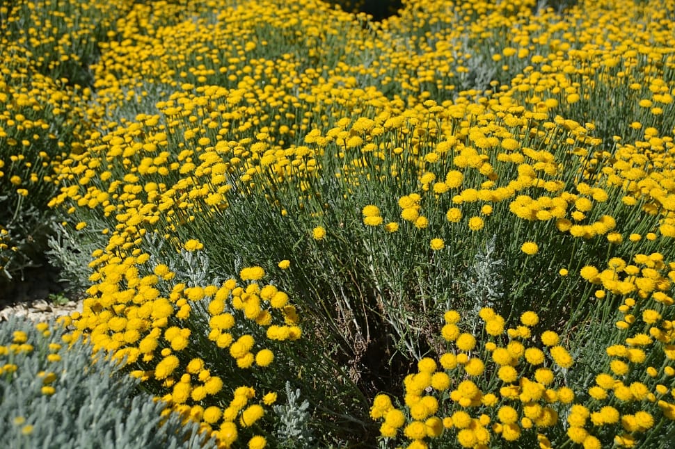 yellow tansy flower fields preview