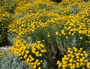 yellow tansy flower fields thumbnail