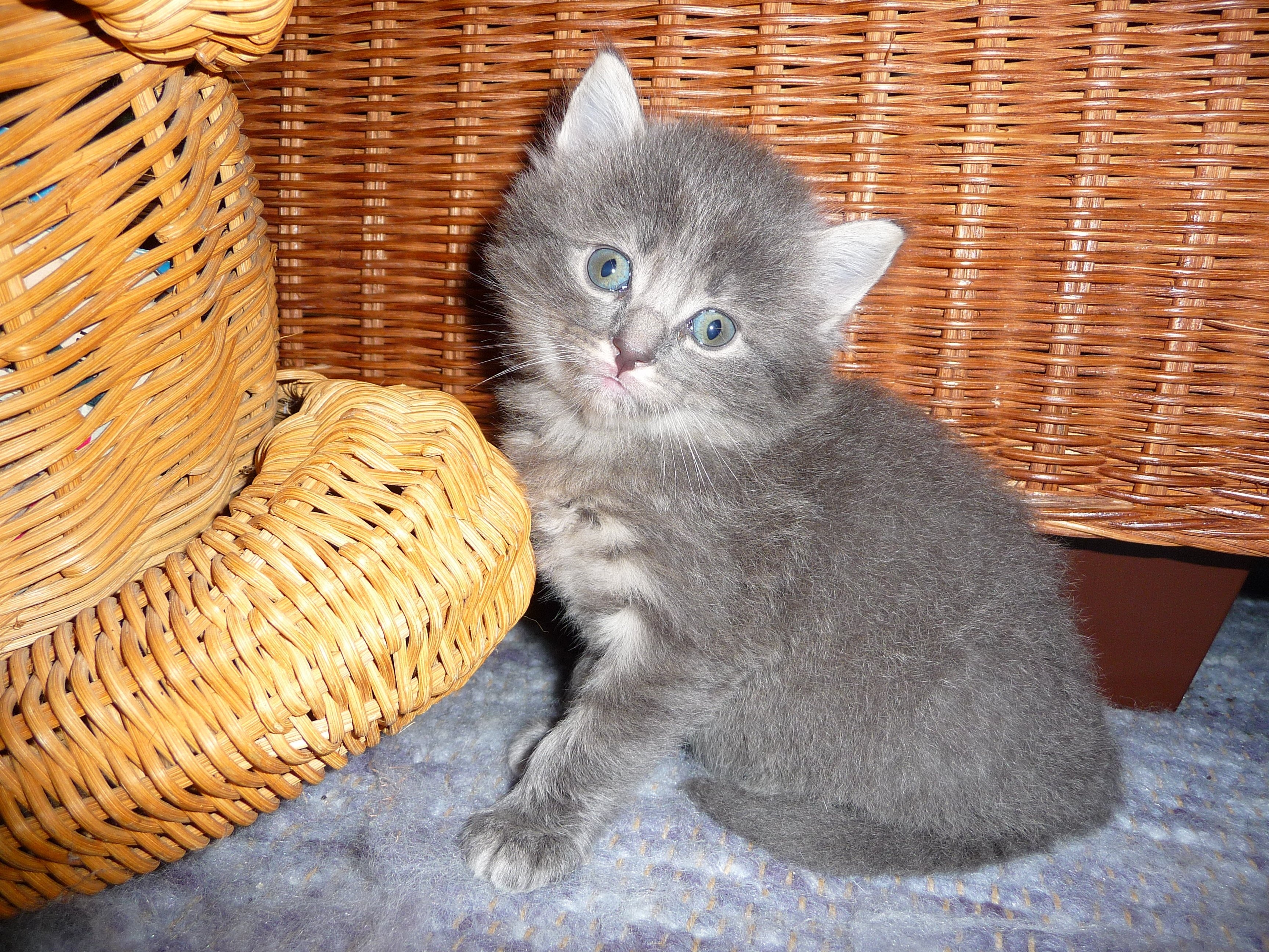 gray short fur kitten