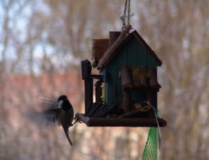 blue and brown wooden bird house and gray and black feathered bird thumbnail