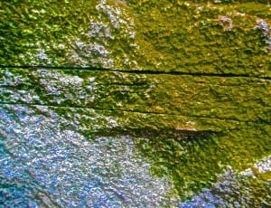 green concrete wall thumbnail