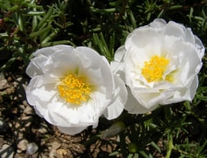 two white petal flower under sunny day thumbnail