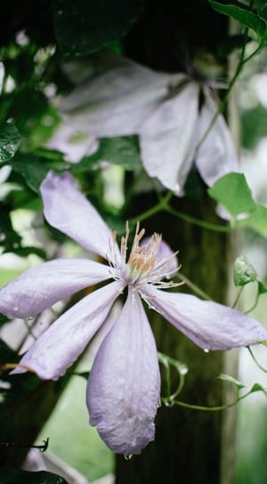 purple and white 5 petal flower thumbnail