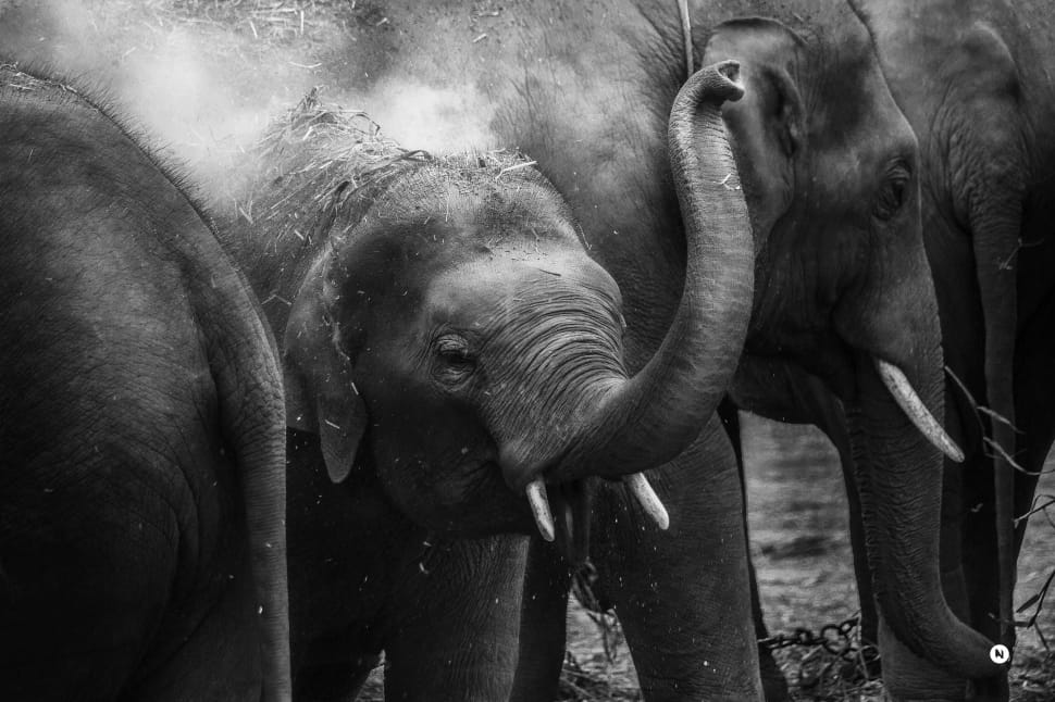4 elephants preview