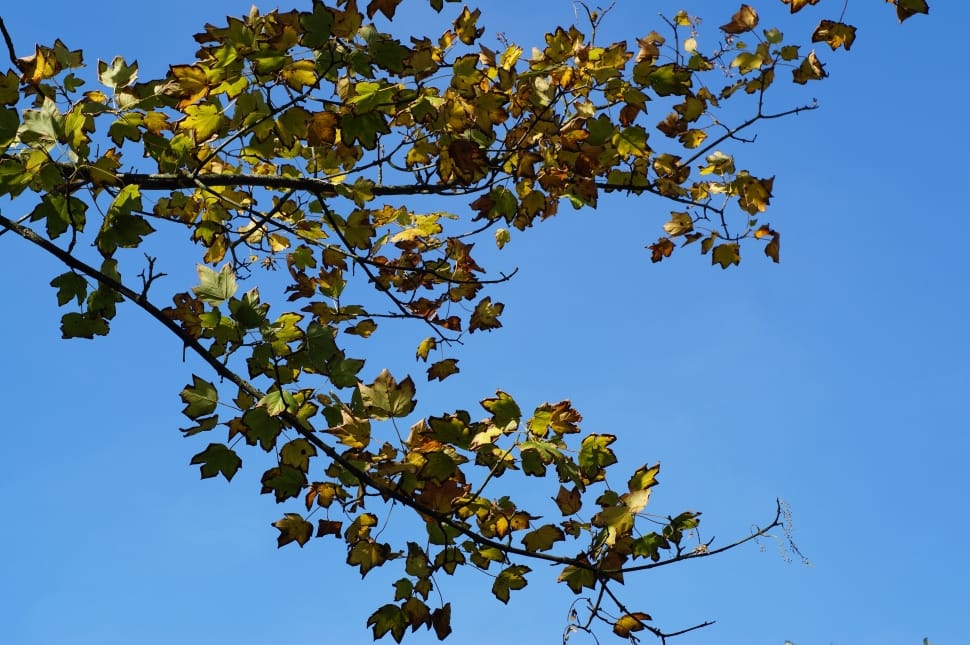 green leaf tree preview