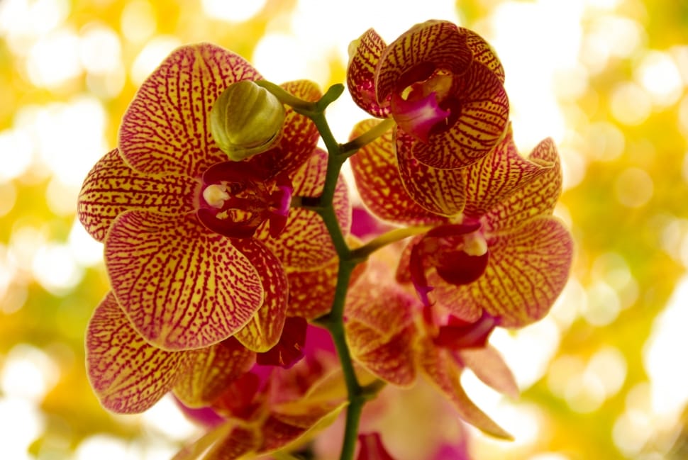red-and-brown vanda orchid preview