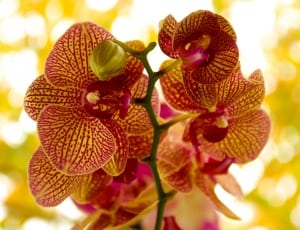 red-and-brown vanda orchid thumbnail