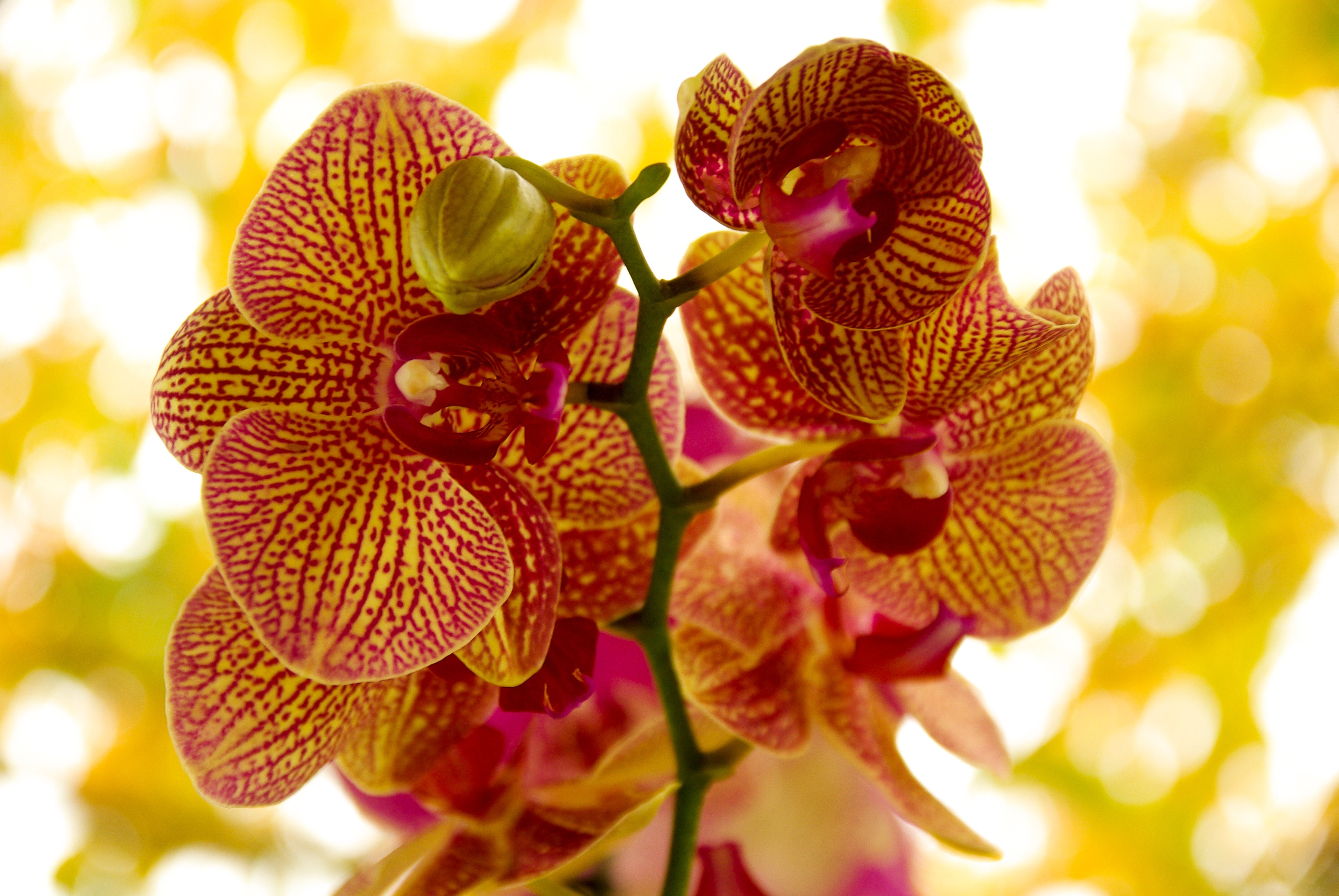 red-and-brown vanda orchid