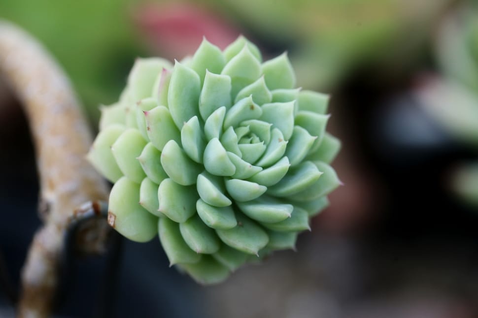 green succulent preview