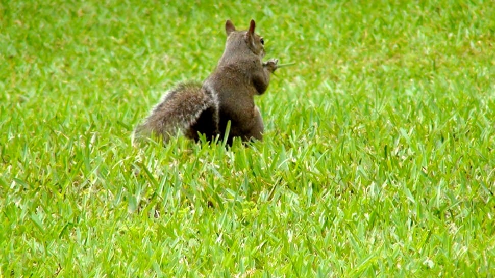 squirrel on grass field preview