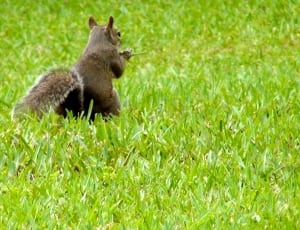squirrel on grass field thumbnail