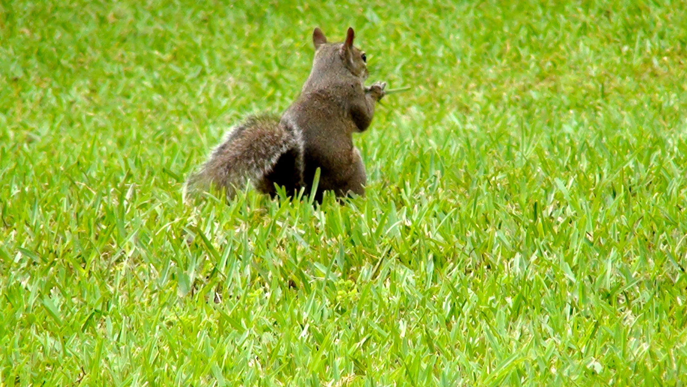 squirrel on grass field