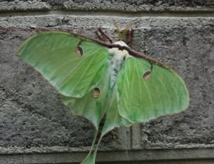 luna moth thumbnail