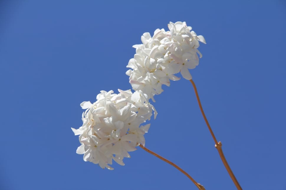 white clustered flowers preview