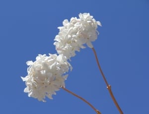 white clustered flowers thumbnail