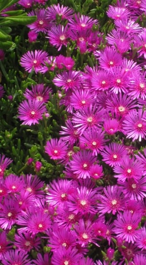 pink cluster flowers lot thumbnail