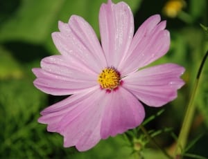 6 purple petals flower thumbnail