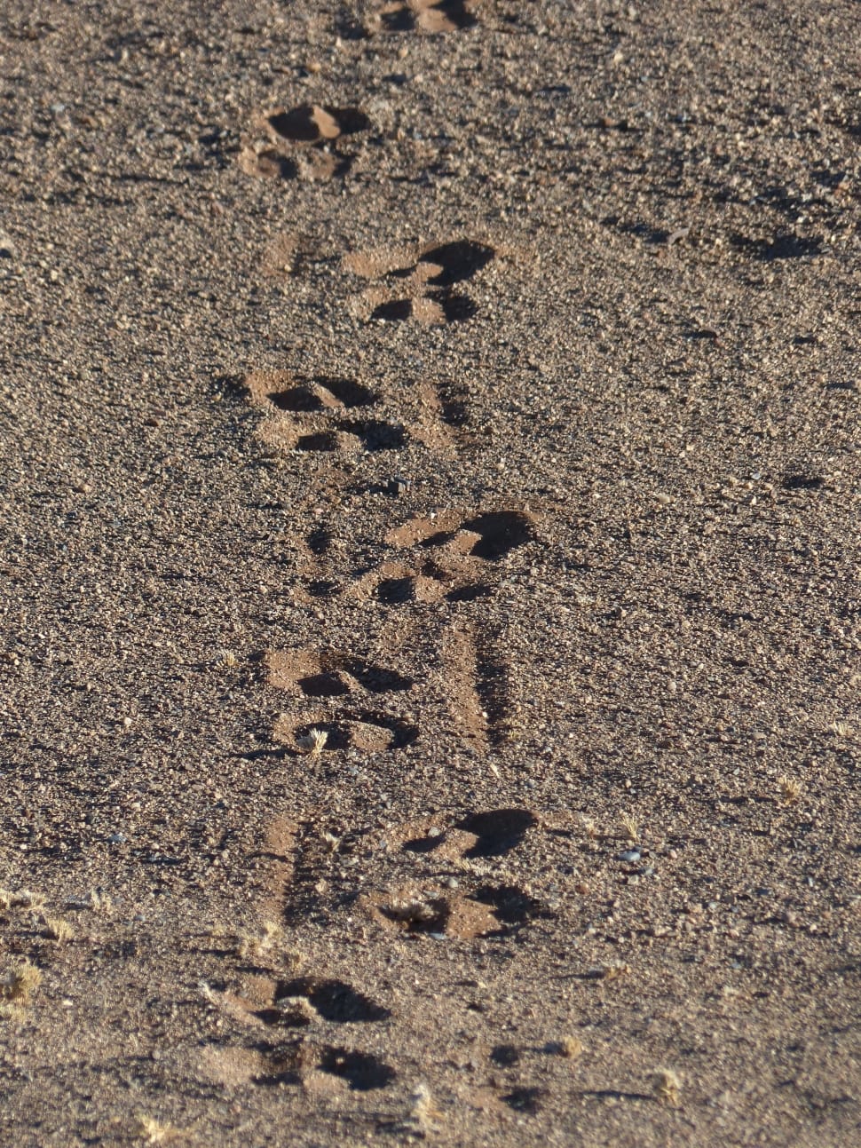foot prints preview
