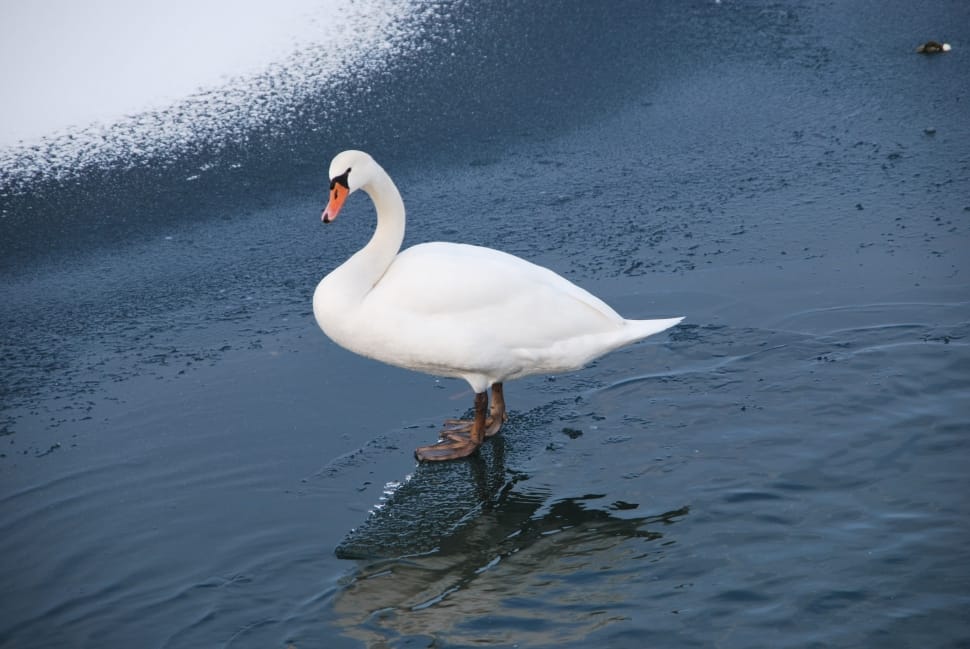 white goose preview