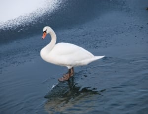 white goose thumbnail