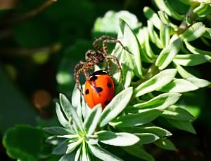 ladybug beetle and prowling spider thumbnail