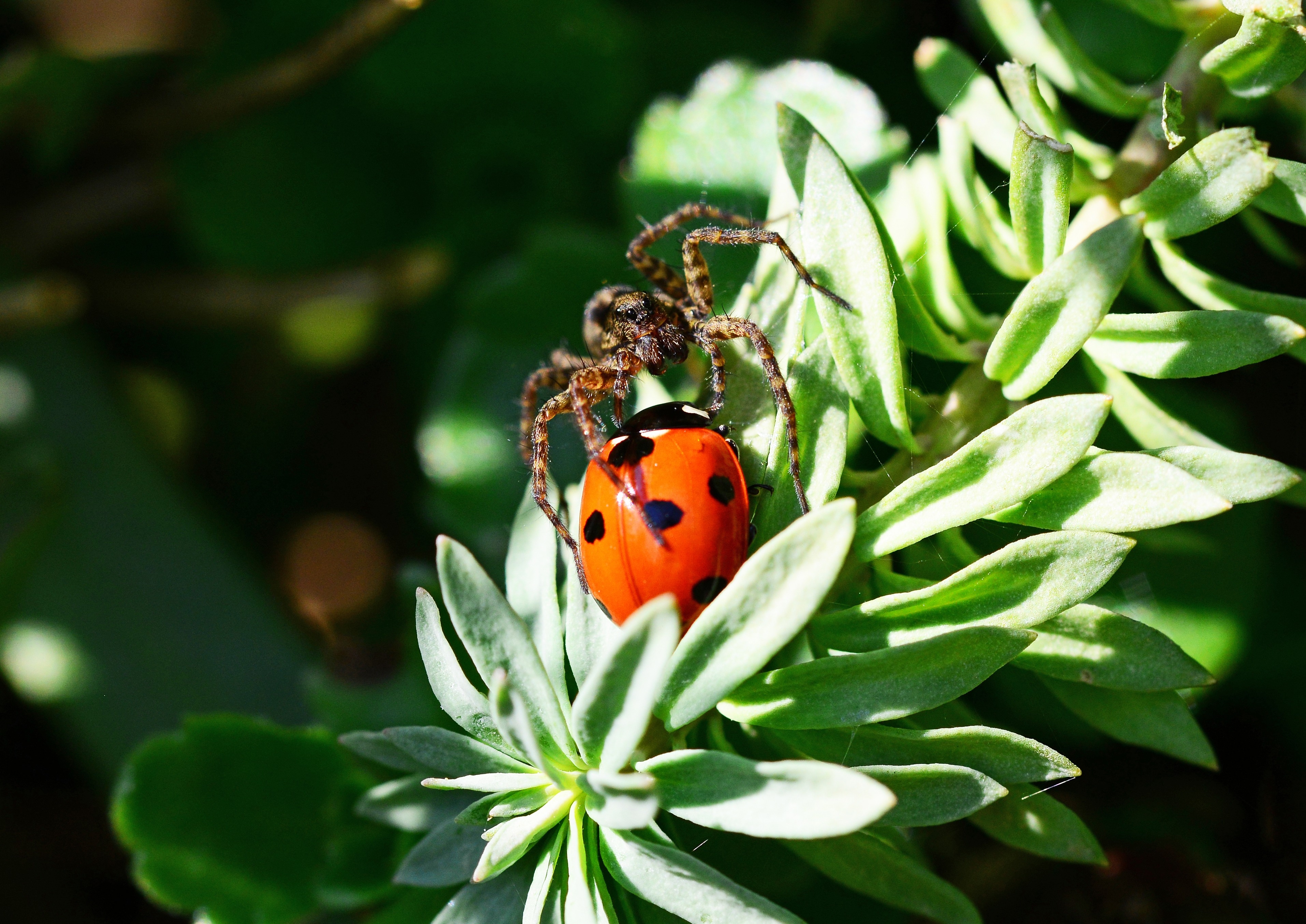 ladybug beetle and prowling spider