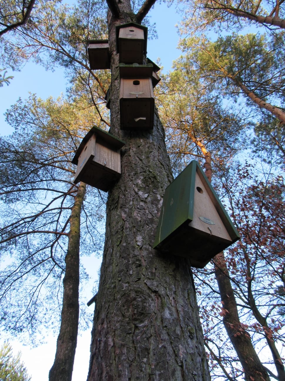 brown wooden birdhouses on tree preview