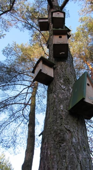brown wooden birdhouses on tree thumbnail