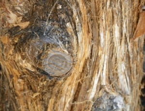 brown wood slab thumbnail