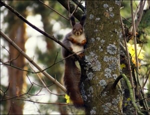 brown and white squirrel thumbnail