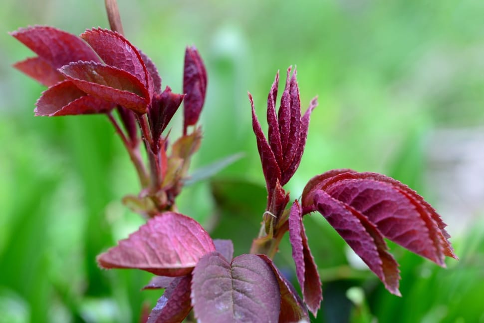 purple leaf plant preview