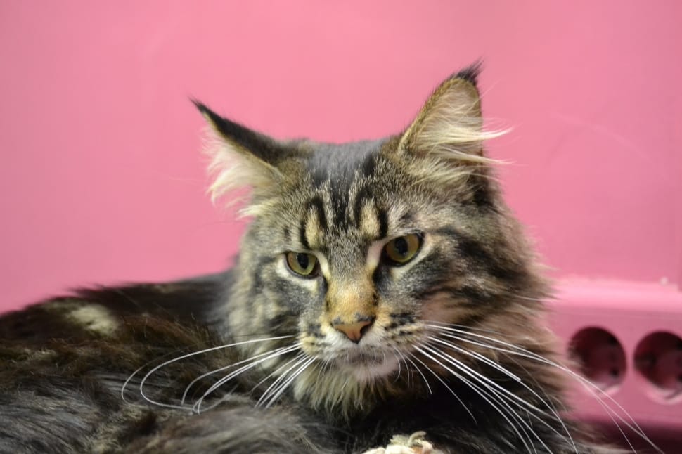 black and brown moon caine cat preview