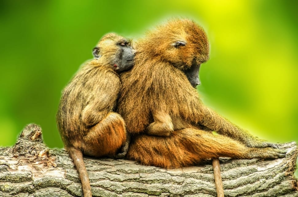 Animals, Baboons, Brown, Couple, Day, animal wildlife, animals in the wild preview