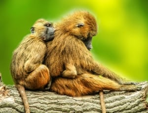 Animals, Baboons, Brown, Couple, Day, animal wildlife, animals in the wild thumbnail