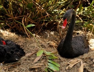 2 black swans thumbnail