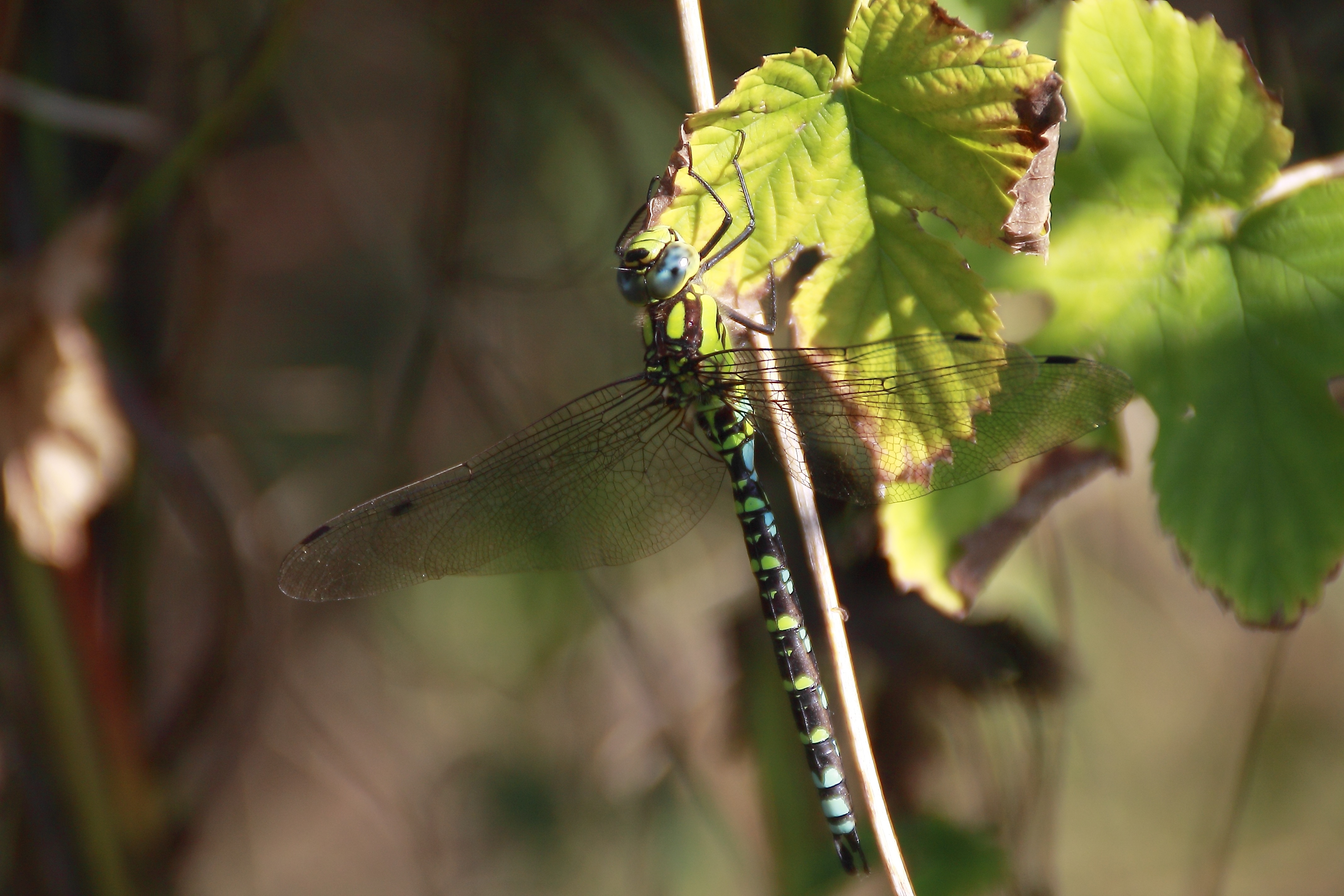 green and black dragonfly