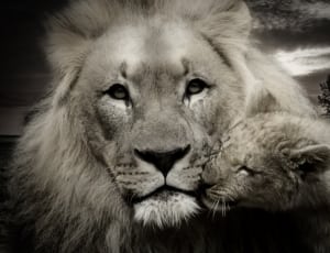 lion and cub thumbnail